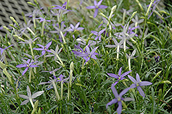 Beth's Blue Laurentia (Isotoma axillaris 'Beth's Blue') at Stonegate Gardens