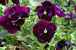 Colossus Neon Violet Pansy (Viola 'Colossus Neon Violet') at Stonegate Gardens