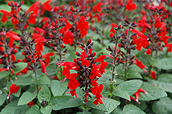 Forest Fire Sage (Salvia coccinea 'Forest Fire') at Stonegate Gardens