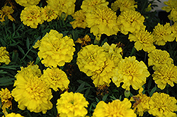 Boy Yellow Marigold (Tagetes patula 'Boy Yellow') at Stonegate Gardens
