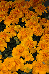 Janie Tangerine Marigold (Tagetes patula 'Janie Tangerine') at Stonegate Gardens
