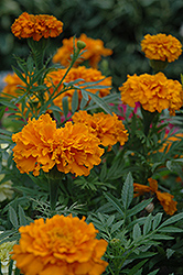 Cortez Orange Marigold (Tagetes erecta 'Cortez Orange') at Stonegate Gardens