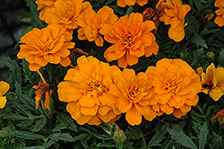 Durango Tangerine Marigold (Tagetes patula 'Durango Tangerine') at Stonegate Gardens