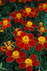 Disco Red Marigold (Tagetes patula 'Disco Red') at A Very Successful Garden Center