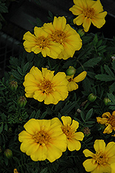 Disco Yellow Marigold (Tagetes patula 'Disco Yellow') at Stonegate Gardens