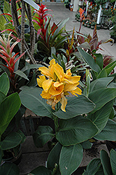 Tropical Yellow Canna (Canna 'Tropical Yellow') at Lakeshore Garden Centres