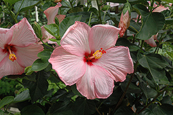 Amour Hibiscus (Hibiscus rosa-sinensis 'Amour') at Stonegate Gardens