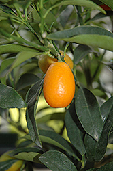 Nagami Kumquat (Citrus japonica 'Nagami') at Stonegate Gardens