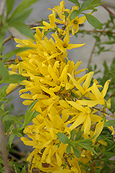 Gold Tide Forsythia (Forsythia x intermedia 'Courtasol') at A Very Successful Garden Center