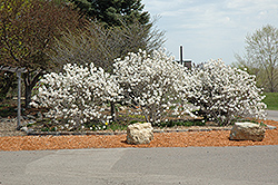 Royal Star Magnolia (Magnolia stellata 'Royal Star') at Lakeshore Garden Centres