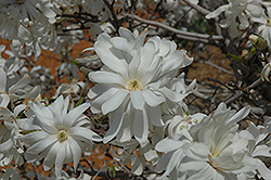 Royal Star Magnolia (Magnolia stellata 'Royal Star') at Lakeshore Garden Centres