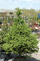 North Star Spruce (Picea glauca 'North Star') at Lakeshore Garden Centres