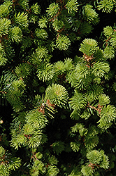 Sherwood Compact Norway Spruce (Picea abies 'Sherwood Compact') at Lakeshore Garden Centres