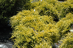 Sea Of Gold Juniper (Juniperus x media 'Sea Of Gold') at Lakeshore Garden Centres