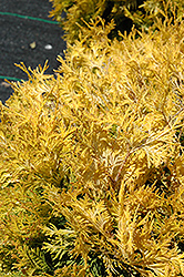 Gold Drop Arborvitae (Thuja occidentalis 'Gold Drop') at Lakeshore Garden Centres