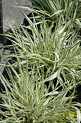 Fubuki Hakone Grass (Hakonechloa macra 'Briform') at Lakeshore Garden Centres