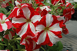 Hurrah Red Star Petunia (Petunia 'Hurrah Red Star') at Stonegate Gardens