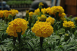 Safari Yellow Marigold (Tagetes patula 'Safari Yellow') at Stonegate Gardens