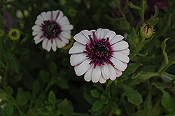 3D Berry White African Daisy (Osteospermum '3D Berry White') at Stonegate Gardens