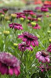 3D Purple African Daisy (Osteospermum '3D Purple') at Stonegate Gardens
