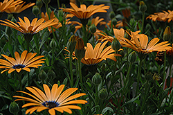 Orange Symphony African Daisy (Osteospermum 'Orange Symphony') at Lakeshore Garden Centres
