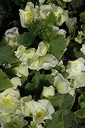 Glory White Begonia (Begonia x hiemalis 'Glory White') at Stonegate Gardens