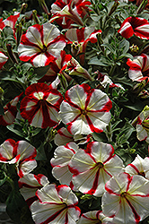 Crazytunia Cherry Cheesecake Petunia (Petunia 'Crazytunia Cherry Cheesecake') at Lakeshore Garden Centres