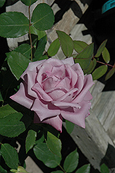 Moonlight Magic Rose (Rosa 'Moonlight Magic') at Stonegate Gardens
