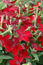 Starmaker Bright Red Flowering Tobacco (Nicotiana 'Starmaker Bright Red') at Stonegate Gardens
