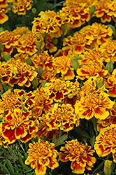 Little Hero Fire Marigold (Tagetes patula 'Little Hero Fire') at The Mustard Seed