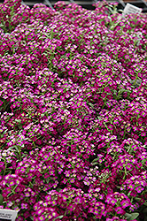Wonderland Deep Purple Sweet Alyssum (Lobularia maritima 'Wonderland Deep Purple') at Stonegate Gardens
