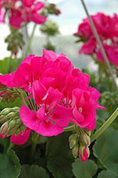 Sunrise Dark Pink Geranium (Pelargonium 'Sunrise Dark Pink') at Stonegate Gardens