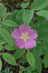 Prickly Wild Rose (Rosa acicularis) at Lakeshore Garden Centres