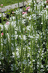 Crystal Peak White Obedient Plant (Physostegia virginiana 'Crystal Peak White') at Lakeshore Garden Centres