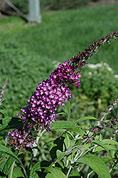 Buzz Pink Purple Butterfly Bush (Buddleia davidii 'Buzz Pink Purple') at Stonegate Gardens