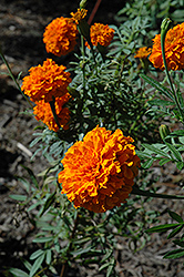 Jedi Orange Marigold (Tagetes erecta 'Jedi Orange') at Stonegate Gardens