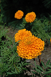 Narai Orange Marigold (Tagetes erecta 'Narai Orange') at Stonegate Gardens