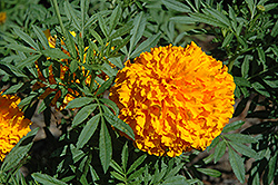 Bali Orange Marigold (Tagetes erecta 'Bali Orange') at Stonegate Gardens