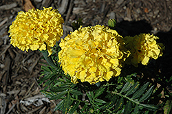 Christy Yellow Marigold (Tagetes erecta 'Christy Yellow') at Stonegate Gardens