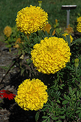 Babuda Yellow Marigold (Tagetes erecta 'Babuda Yellow') at Stonegate Gardens