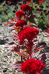Kurume New Scarlet Celosia (Celosia 'Kurume New Scarlet') at Stonegate Gardens