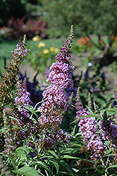 Buzz Violet Butterfly Bush (Buddleia davidii 'Tobudviole') at Stonegate Gardens