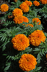 Moonsong Deep Orange Marigold (Tagetes erecta 'Moonsong Deep Orange') at Stonegate Gardens