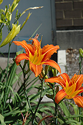 Orange Daylily (Hemerocallis fulva) at Lakeshore Garden Centres