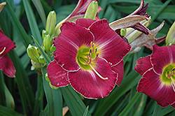 All The King's Men Daylily (Hemerocallis 'All The King's Men') at Lakeshore Garden Centres