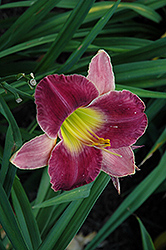 Lord Of Illusions Daylily (Hemerocallis 'Lord Of Illusions') at Lakeshore Garden Centres