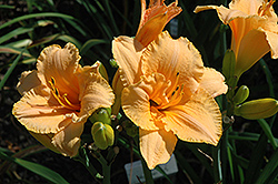 Curtsy Daylily (Hemerocallis 'Curtsy') at A Very Successful Garden Center