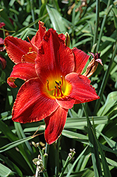 Imperial Guard Daylily (Hemerocallis 'Imperial Guard') at Stonegate Gardens