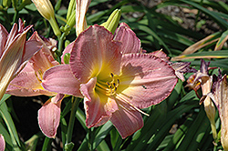 Orchid Ballet Daylily (Hemerocallis 'Orchid Ballet') at Stonegate Gardens