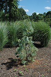 Zebrina Himalayan Pine (Pinus wallichiana 'Zebrina') at Stonegate Gardens